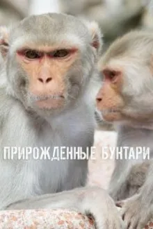 Постер к сериалу  Прирождённые бунтари 